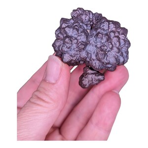 Goethite after Marcasite Psuedomorph from the White Desert - Mineral, Crystal Specimen, Prophecy Stone - C208