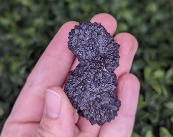 Goethite after Marcasite Psuedomorph from the White Desert - Mineral, Crystal Specimen, Prophecy Stone - C152