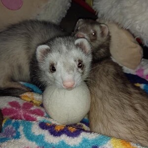 May include: Two ferrets playing with a white plush toy on a colorful blanket. One ferret is holding the toy in its mouth, while the other ferret is looking at the camera.