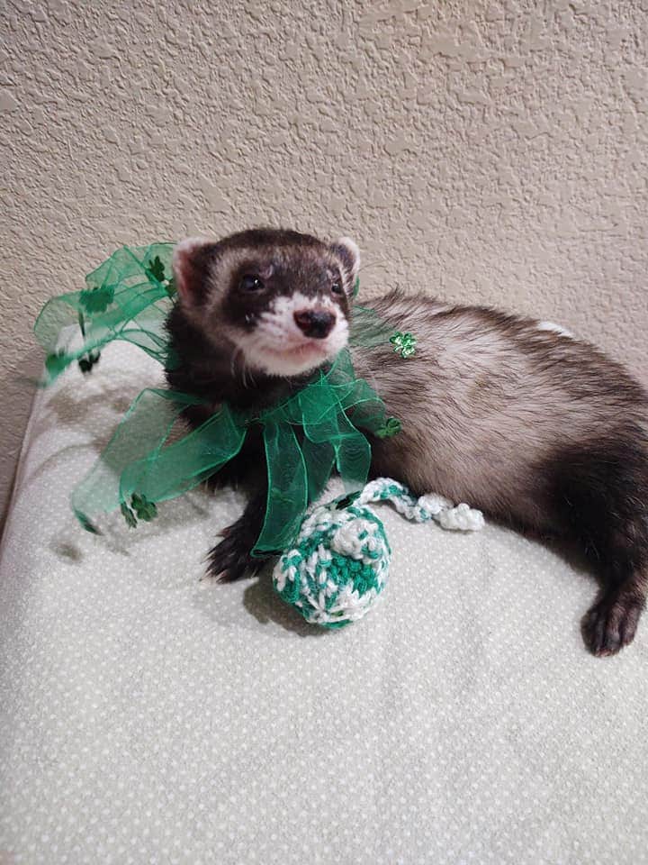 Ferret Skin and Coat Supplement Treat Oil Picklejuice Training Aid 4oz 80 Servings of 1.5ml Each without Dispensing Pump Etsy