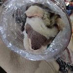 Ferret Toys