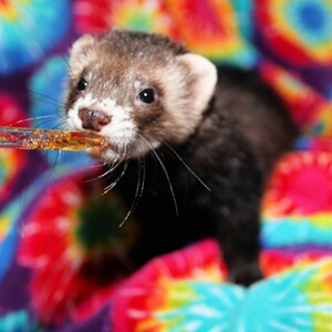 Puede incluir: Un hur&oacute;n bebiendo de un gotero en una manta de colores tie-dye.