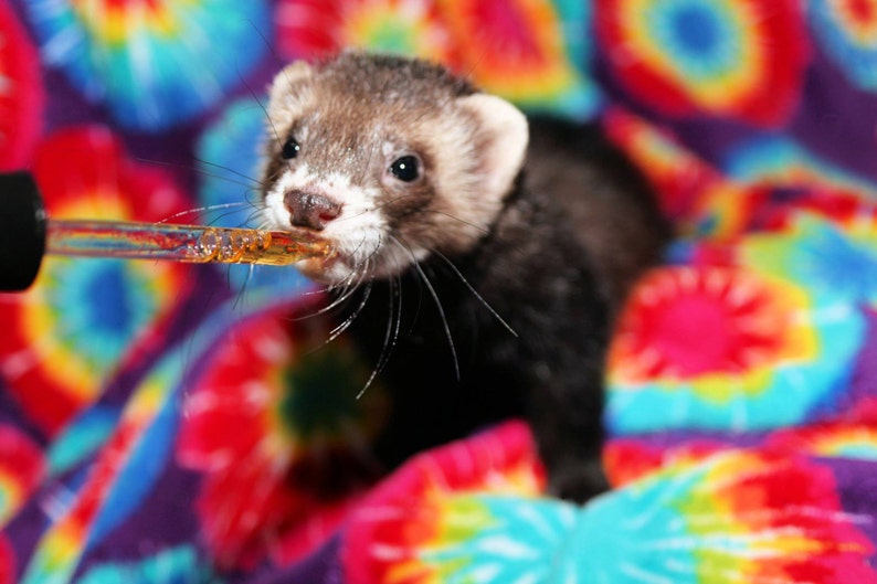 Puede incluir: Un hur&oacute;n bebiendo de un gotero en una manta de colores tie-dye.
