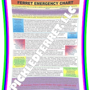 Puede incluir: Un gráfico colorido con un borde verde, rosa y azul proporciona instrucciones de primeros auxilios para hurones en una situación de emergencia. El gráfico incluye una lista de síntomas, como encías pálidas, hipotermia, fiebre y temblores, y los pasos de primeros auxilios correspondientes. El gráfico también incluye una sección sobre cómo evaluar la salud de un hurón y una lista de enfermedades comunes en hurones.