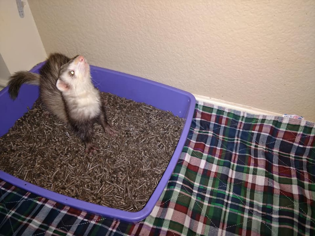 Puppy Pads Can Ferrets Be Litter Box Trained Small Animal Litter