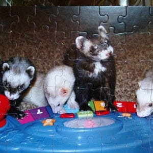 Puede incluir: Cuatro hurones jugando en un piano de juguete azul y blanco con teclas de colores. Los hurones son marrones, negros y blancos.