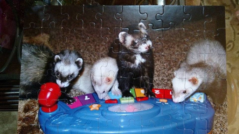 Puede incluir: Cuatro hurones jugando en un piano de juguete azul y blanco con teclas de colores. Los hurones son marrones, negros y blancos.