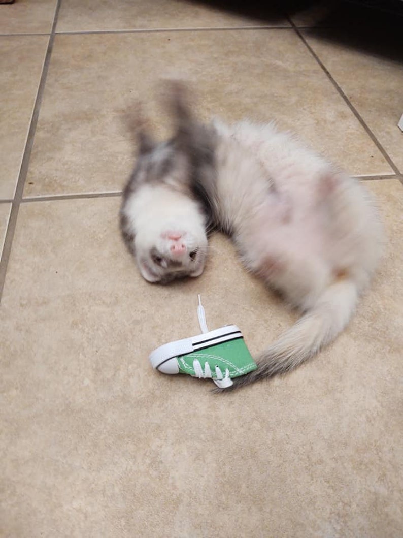 Stashers Choos Individual Mini Sneaker Shoe Hauling Hoarding Toys for Ferrets Choose your color imagen 4