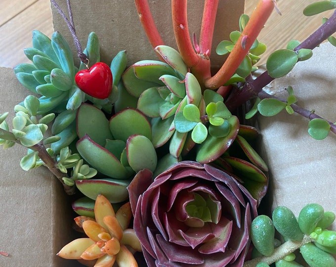 Valentine's day succulents Succulent gift box Colorful Succulent Cuttings Succulent Clippings Live plants Valentine's day gift