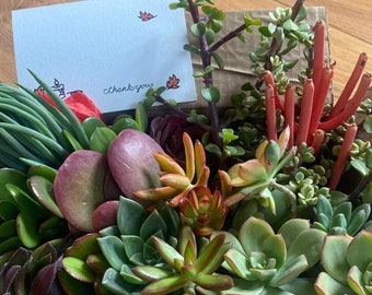 Thank you Box Thinking of you box Colorful Succulent Cuttings Succulent Clippings Succulent gift box Live plants Valentine's day gift