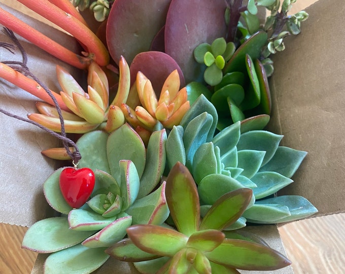 Colorful Succulent Cuttings Succulent Clippings Succulent gift box Live plants Valentine's day gift