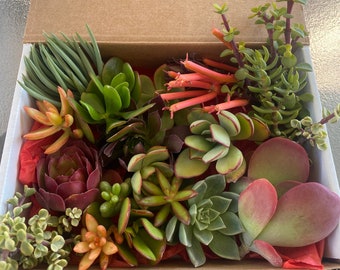 Colorful Succulent Cuttings Succulent Clippings Succulent gift box Live plants Valentine's day gift