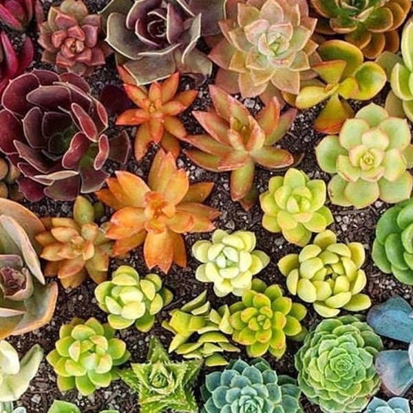 Colorful Succulent Cuttings Succulent Clippings Succulent Live plants Succulents Succulent Plants Bulk Succulents wedding favors