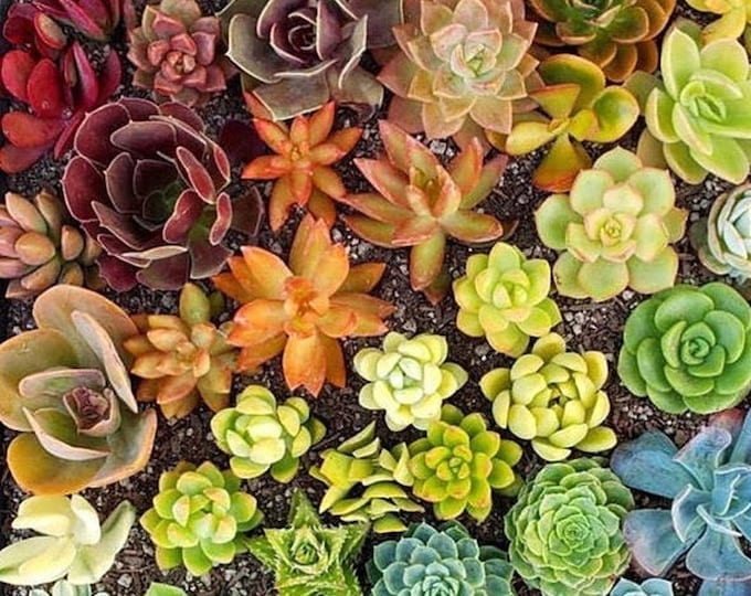 Colorful Succulent Cuttings Succulent Clippings Succulent Live plants Succulents Succulent Plants Bulk Succulents wedding favors