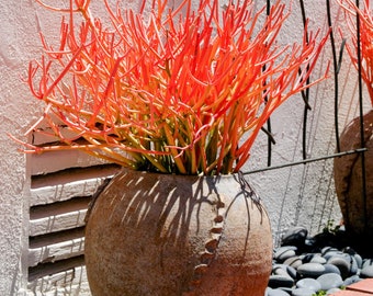 Firesticks orange succulents Euphornia Tirucalli Fire sticks Succulent orange firesticks Plant Sticks on Fire