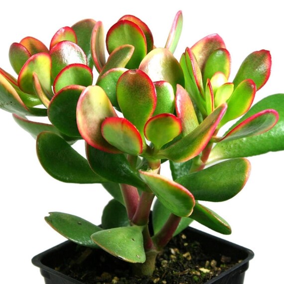 JADE PLANT CRASSULA ARGENTEA