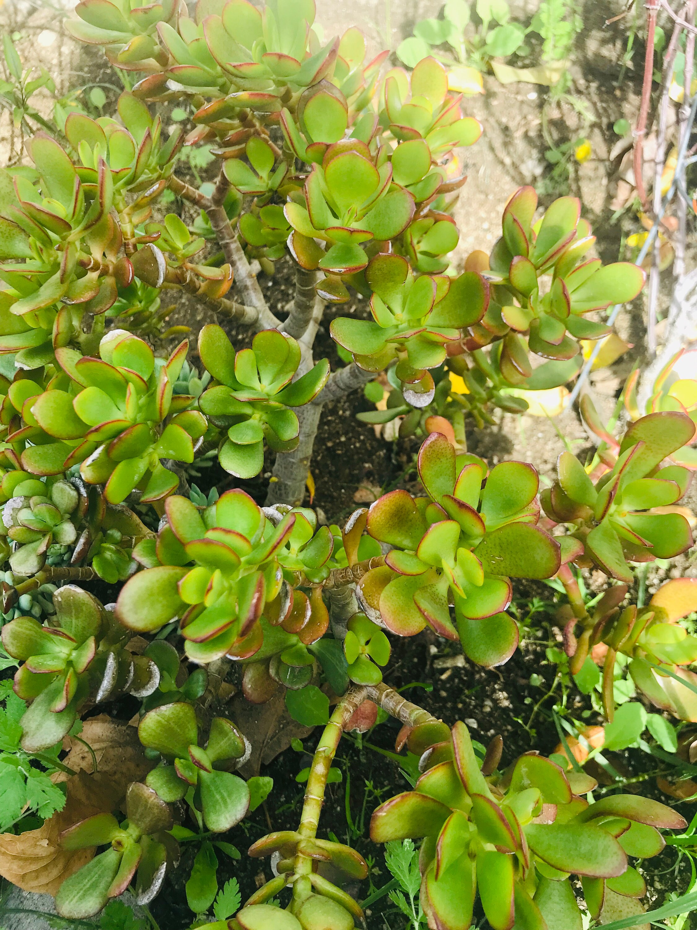 Jade plant Crassula Ovata Red Tip Colorful Succulent Plant