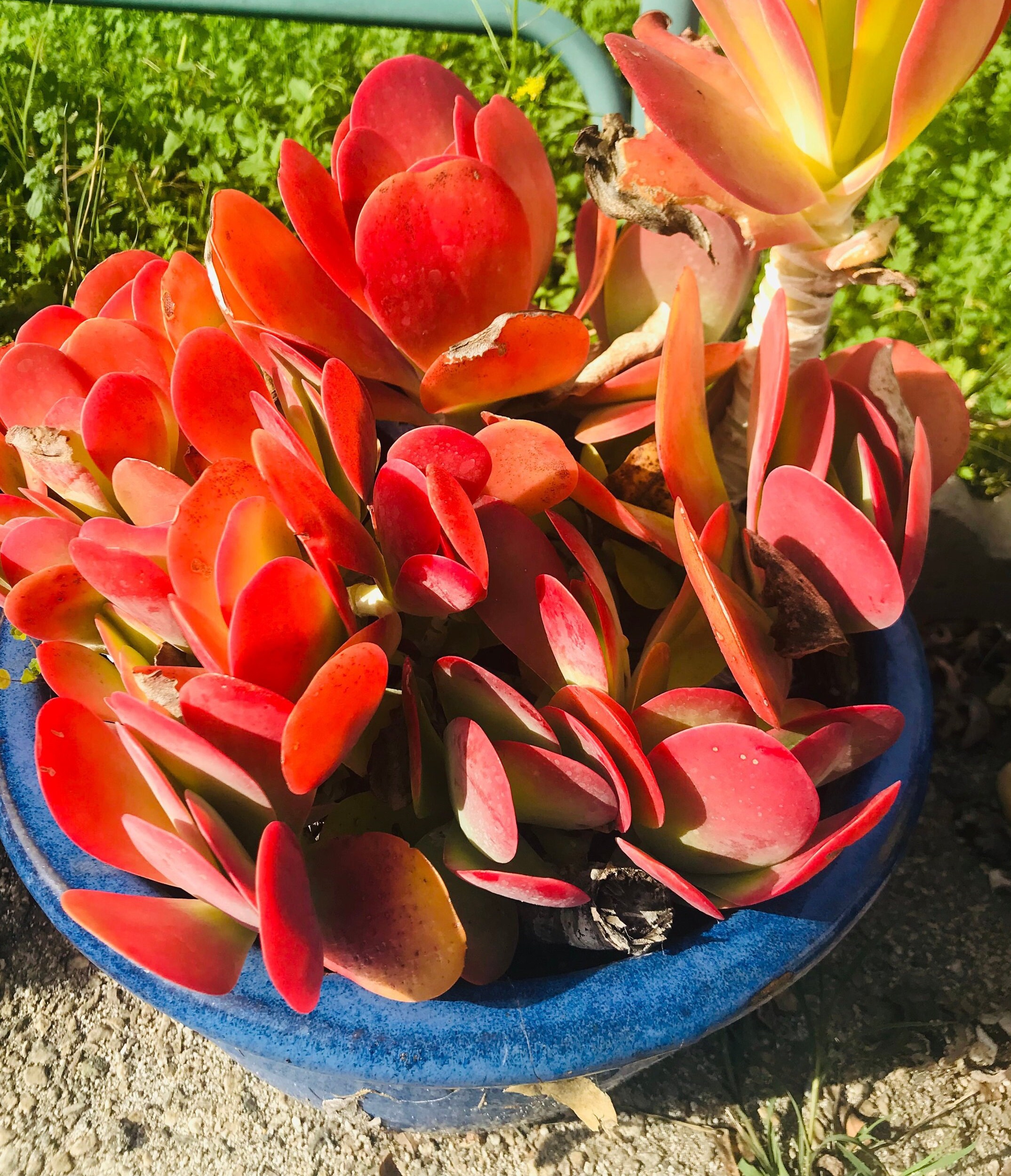 Paddle Plant Kalanchoe Flapjacks 4 inch Thyrsiflora