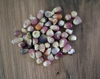 50 Glass Gem Corn Seeds, Rainbow Ornamental Corn, Heirloom Corn Seeds
