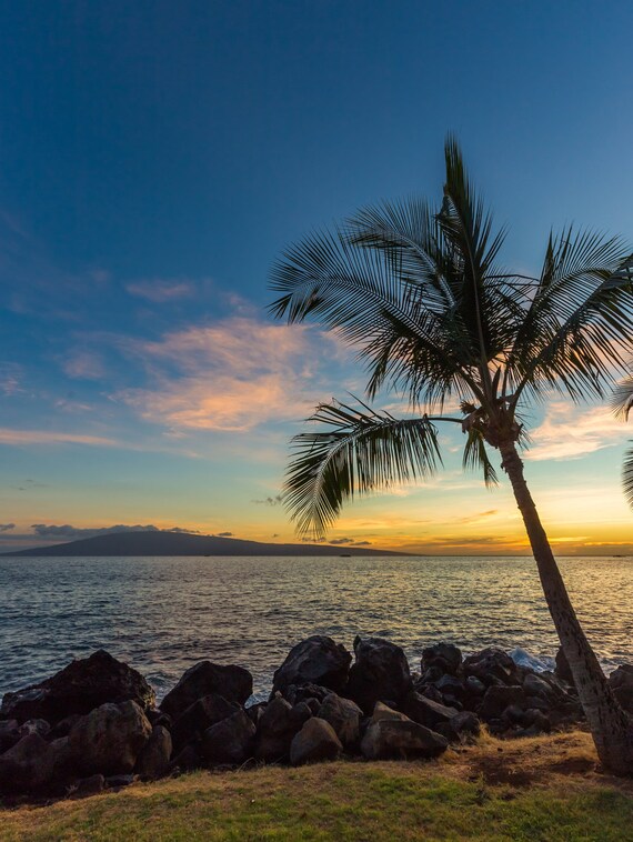 Palm Tree Sonnenuntergang Vertikal Am Strand Surf Dekor Print Etsy