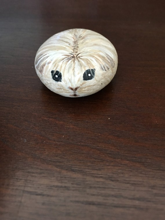 Cream And White Long Haired Guinea Pig Etsy