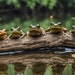 Cute Frogs on Log Computer Background, Set of Four - Etsy