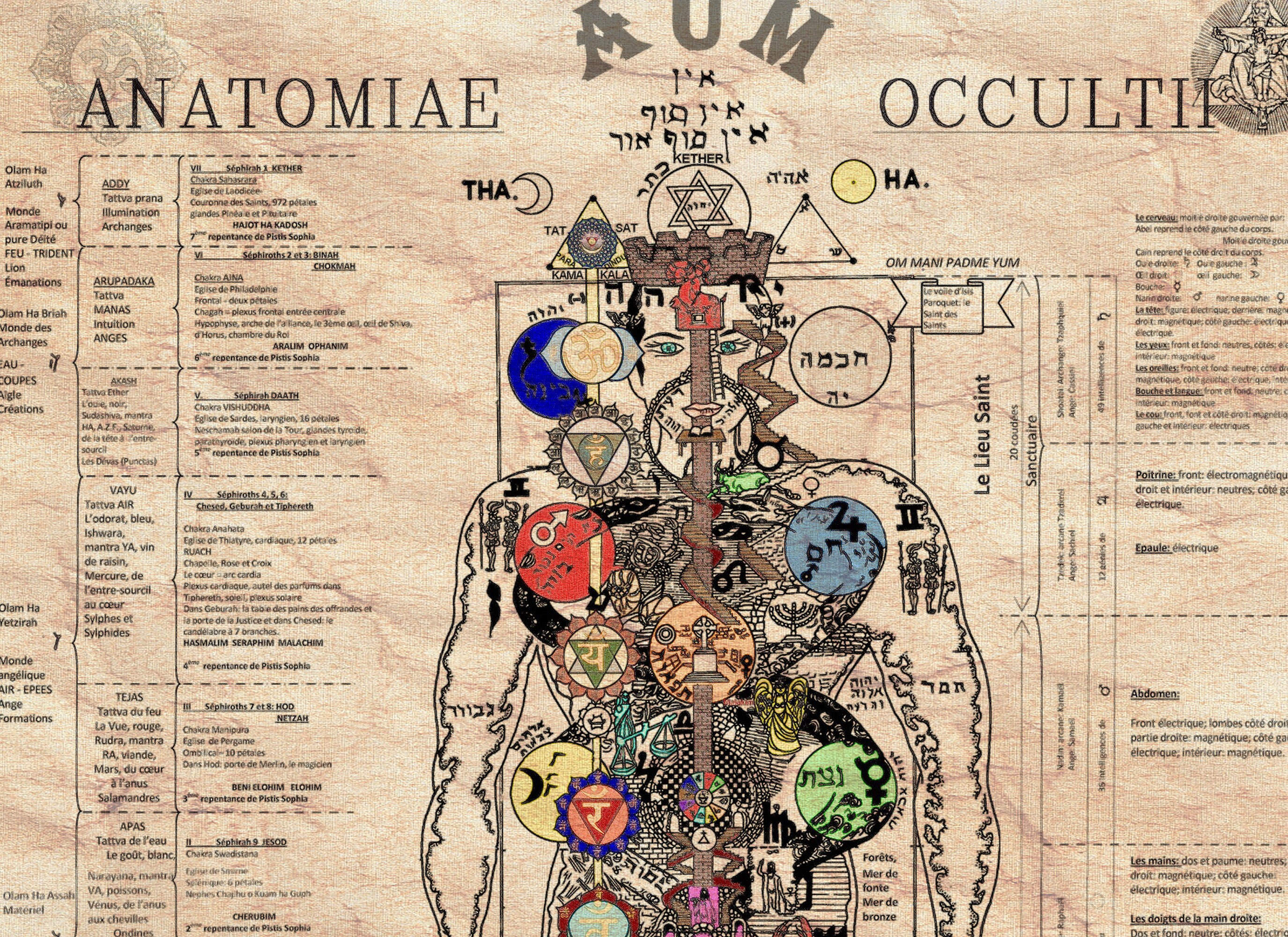 Occult Anatomy Print Tree of Life Kabbalah Occultus Golden | Etsy