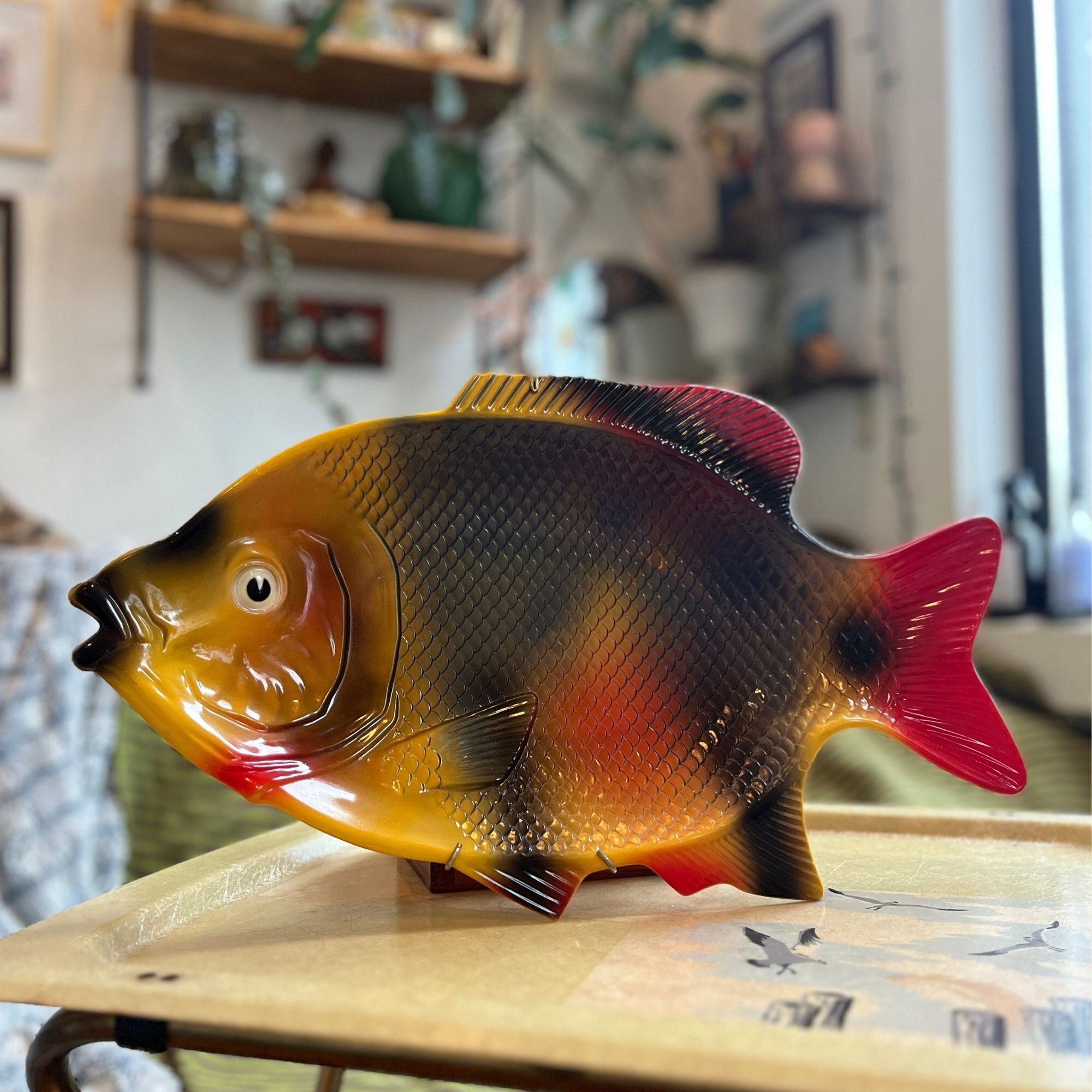 Plastic fish plates hotsell