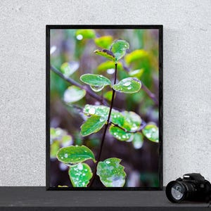 Raindrops on a Leaf - Digital Print