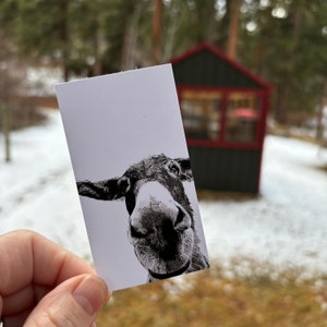 Mini notas de burro maya: caja de 50 tarjetas planas de 2" x 3,5"