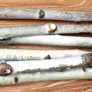 Peut inclure: Gros plan de plusieurs branches de bouleau blanc avec de l'écorce brune et des nœuds. Les branches sont disposées en pile sur une surface en bois.