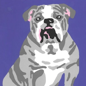 May include: A gray and white bulldog sitting on a purple background. The bulldog has a wrinkled face and pink nose.