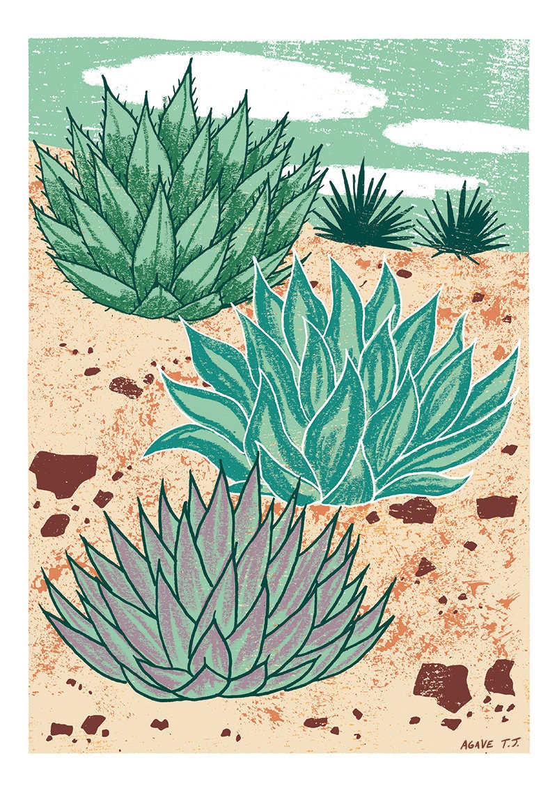 Agave Plants A3 Art Print by Illustrator Tom Jay. Illustration of