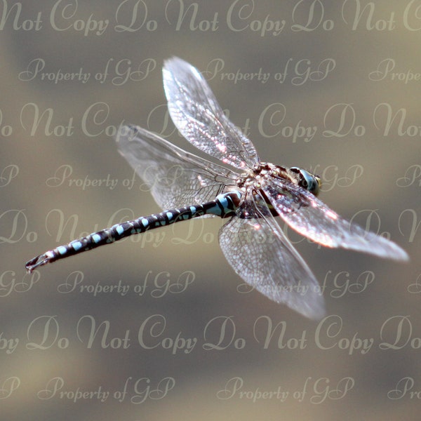 Sparkle in the Wind blue striped dragonfly, silver wings with bokeh flying over water photograph