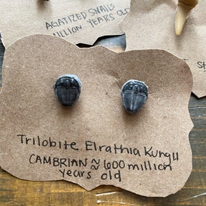 Trilobite Earrings