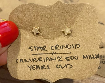 Pendientes fósiles de crinoideo estrella
