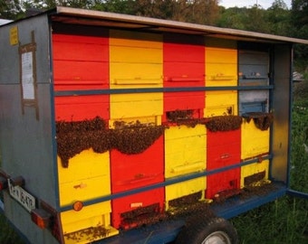 Beekeeping Equipment National Slovenian AZ beehive