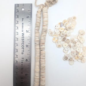 May include: Two strands of off-white shell beads, each approximately 36 inches long, are displayed next to a metal ruler. A pile of loose shell beads is also visible. The beads are round and have a natural, organic appearance.