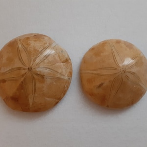 x1 dollar des sables fossilisé poli, non percé.