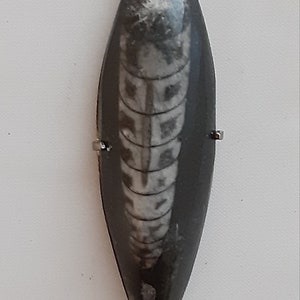 Vintage Orthoceras Shell Fossil & .925 Sterling Silver Marquise Shaped Necklace Pendant