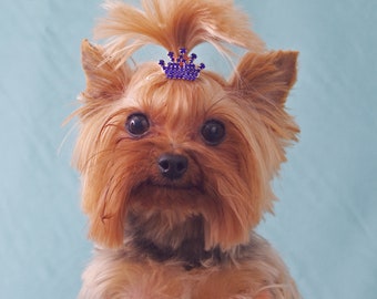 Crown sparkly hair clip for longer haired cats, dogs and puppies, Puppy Bows, crown dog bow pet hair clip, dog fashion