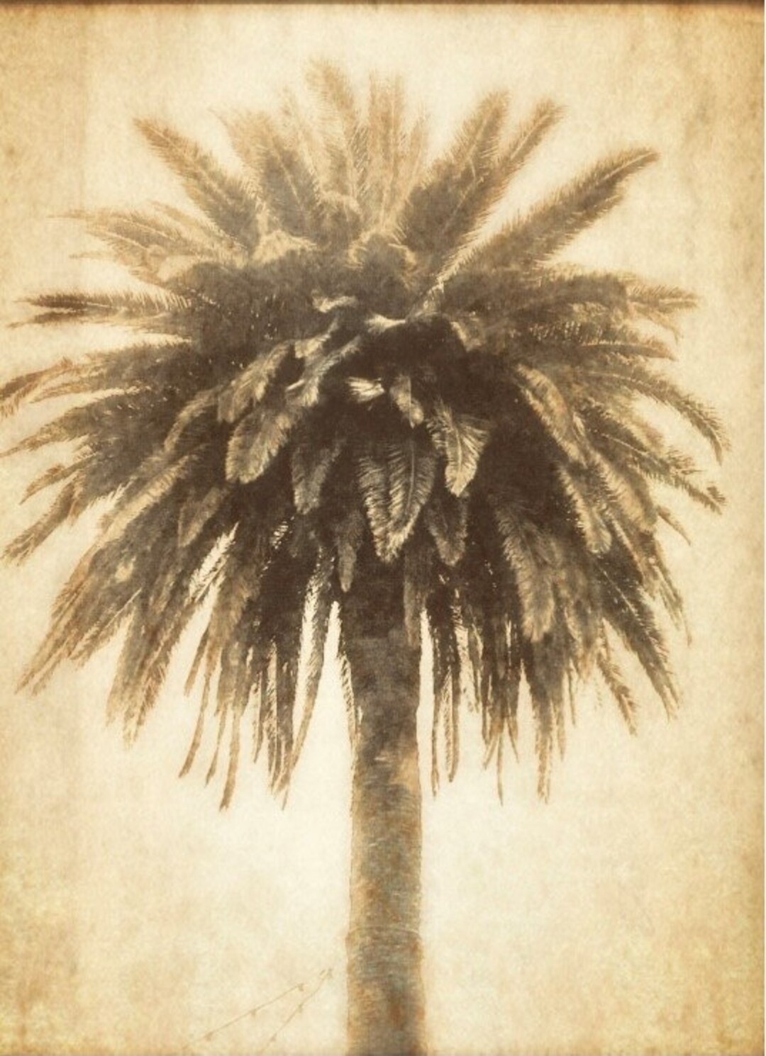 Palm Tree Printable Photo Etsy Palm Tree Printable Photo Etsy