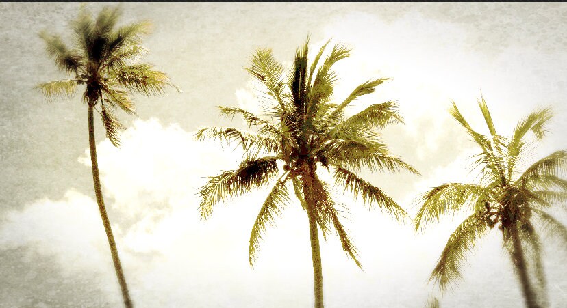 Palm Tree Printable Photo - Etsy