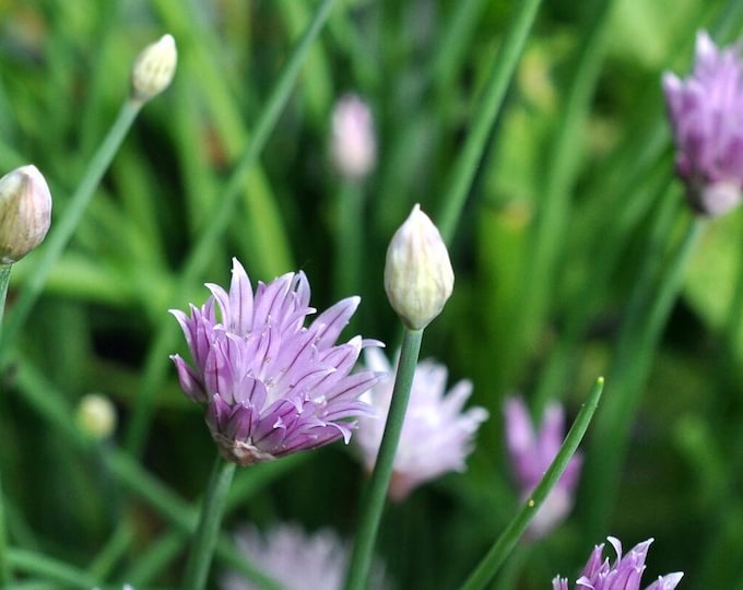Common Chives ORGANIC Heirloom non-GMO Seeds 2026