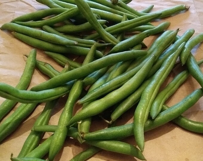 Provider Bush Bean ORGANIC non-GMO Heirloom Seeds 2025