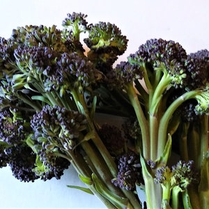 Early Purple ORGANIC Sprouting Broccoli Non-GMO Heirloom Seeds 2025