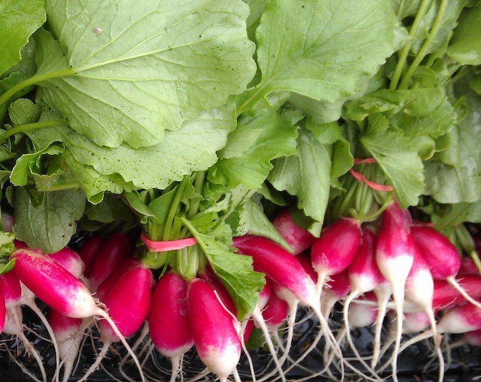 French Breakfast Radish ORGANIC Non-GMO Heirloom Seeds 2025