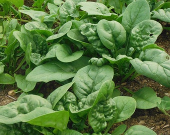 Bloomsdale Long Standing Spinach ORGANIC Non-GMO Heirloom Seeds 2024