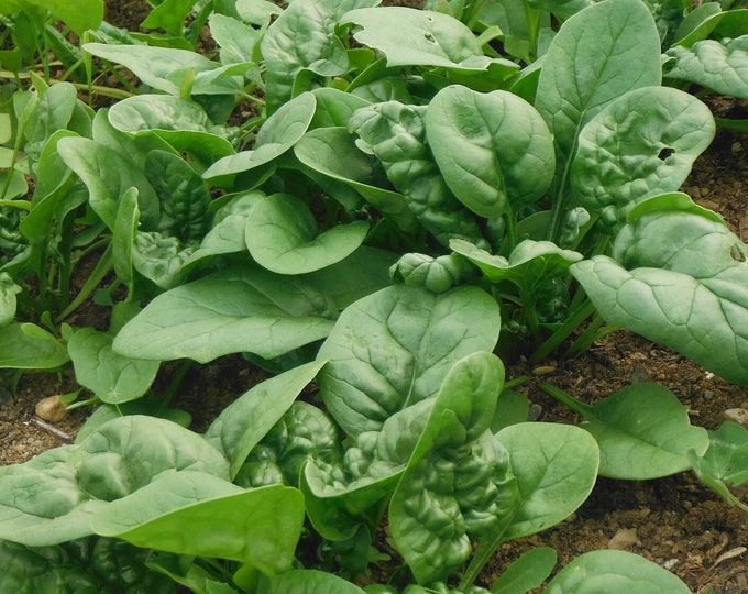 Bloomsdale Long Standing Spinach ORGANIC Non-GMO Heirloom Seeds 2026