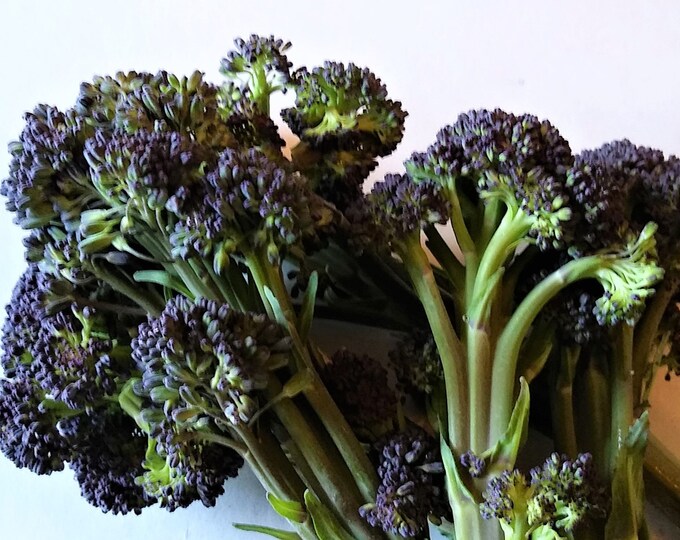 Early Purple ORGANIC Sprouting Broccoli Non-GMO Heirloom Seeds 2025